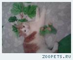 котик