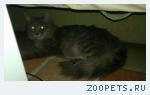 Найден серый Кот