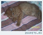 Котенок (Кошечка 5 месяцев)