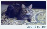 Найден кот