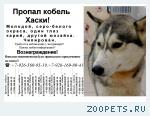 Собака кобель Хаски
