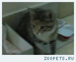 кошка