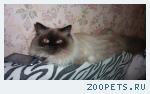 кот 10 мясяцев