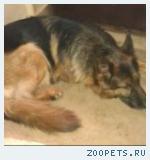 Немецкая овчарка