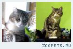кошка