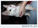  Найден кот