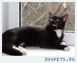 Котик