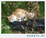 КОТ РЫЖИК