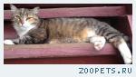 кошка Ася
