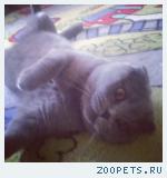 кот шотландец