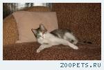 Кот беспородный.