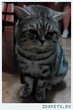 Британский кот