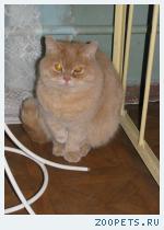 Кот, британец
