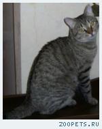 Кот, дворовой породы