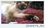 кошечка