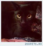 Черный кот МУР. Кастрат