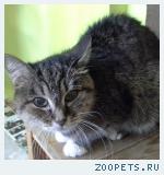 кошка. Кася, 19 лет.