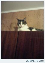 кот Мусик