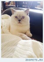 Кот шотландец
