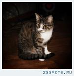 Пропала кошка