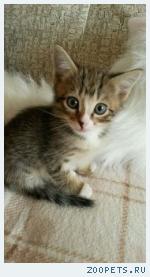 котенок
