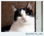 КОТ ЧЕРНО_БЕЛЫЙ