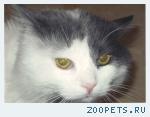 Кот, домашний