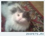 Кот, домашний