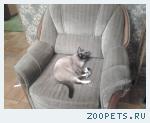 Сиамский кот