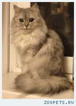 Кошка