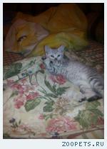 Котенок