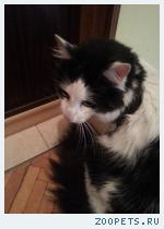 Найден кот