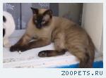 Потерян сиамский кот