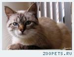  тайский кот