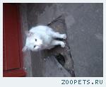 БЕЛЫЙ КОТ!