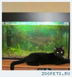 Кошка Ноча