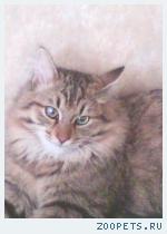 сибирский кот