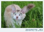 кошка