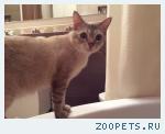 Кот, Тайский