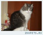 Кот, домашний