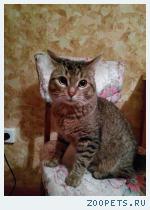 Котенок