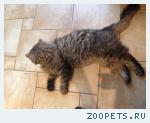 Кот. Сибирской породы