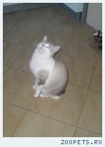 Кошка