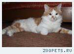 Кот Курильский бобтейл