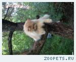 Кот рыжий палевый