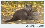 пропал вислоухий серый кот