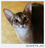 Кошка Абиссинской породы