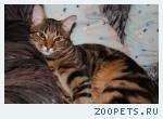 Кот Оцыкет