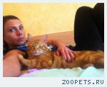 Пропал рыжий кот