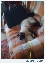 Сиамский кот